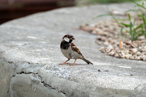 Natur, Vogel, Spatz, Beton, Unschärfe
