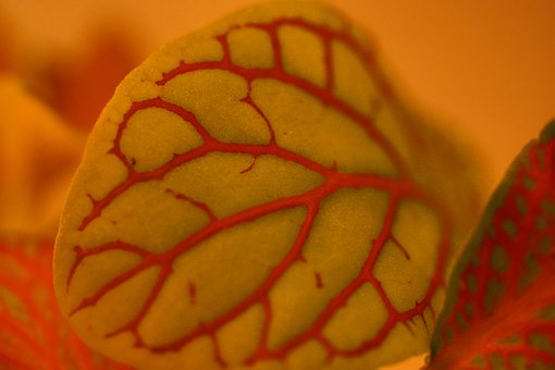 Blad, Broket Blad, Makrofotografering