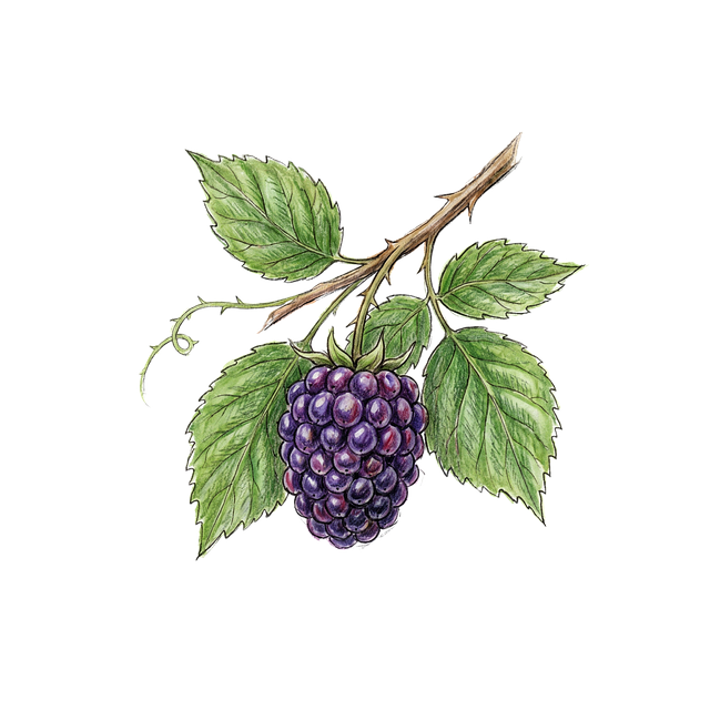 Free raspberry berry fruit illustration