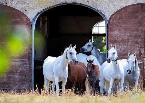 Free Thoroughbred Arabian Herd photo and picture
