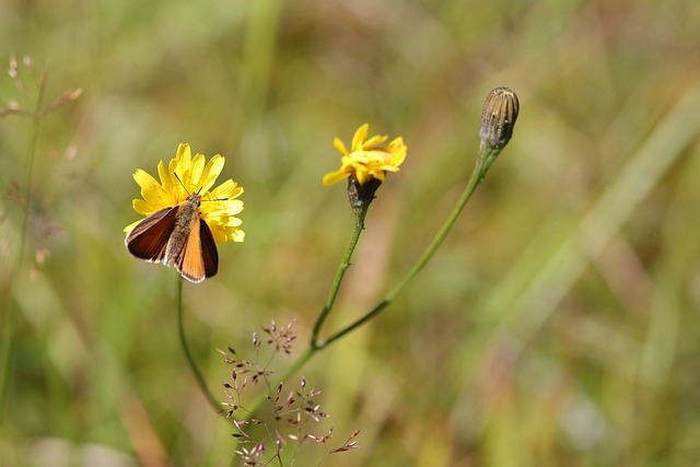 Free Butterfly Yellow Flower photo and picture