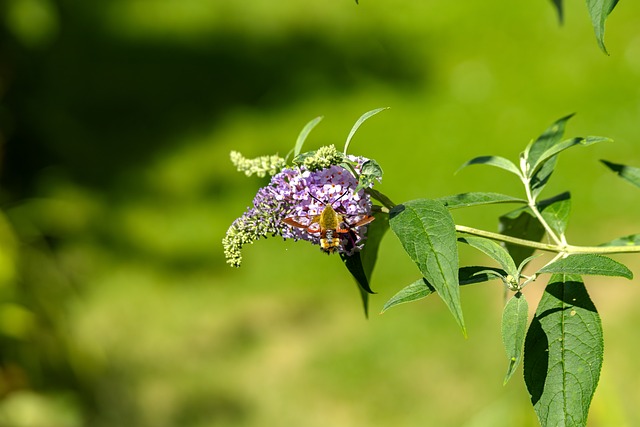 Kolibrík Svižník, Fialový Kvet, Príroda