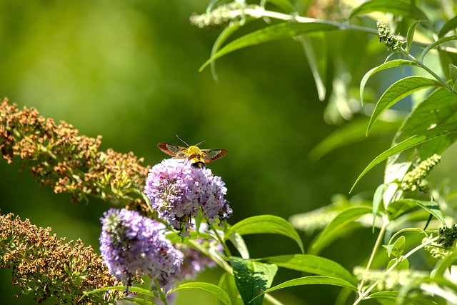 Kolibrík Mol, Motýľ, Hmyzu, Príroda