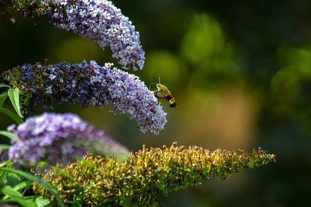 Kolibrí Motýľ, Kvety, Motýli Ker, Jar