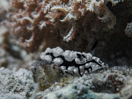 Free Nudibranch Sea Slug photo and picture