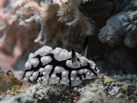 Free Sea Slug Coral photo and picture