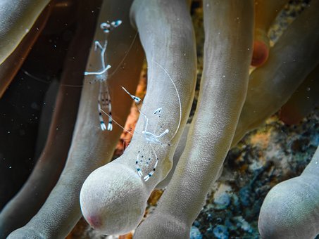 Free Glass Shrimp Anemone photo and picture