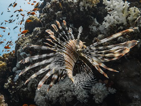 Free Lionfish Coral Reef photo and picture