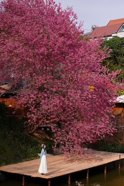 Kersenbloesems, Vrouw, Model