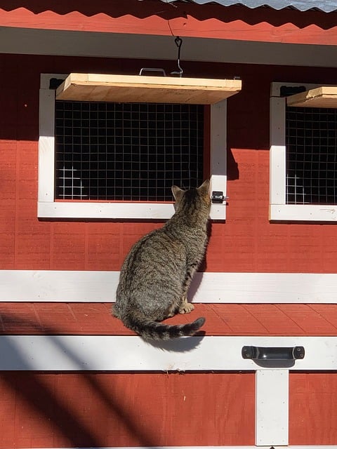 Free Cat Pet photo and picture