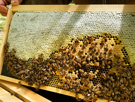 Free Beekeeping Bees photo and picture