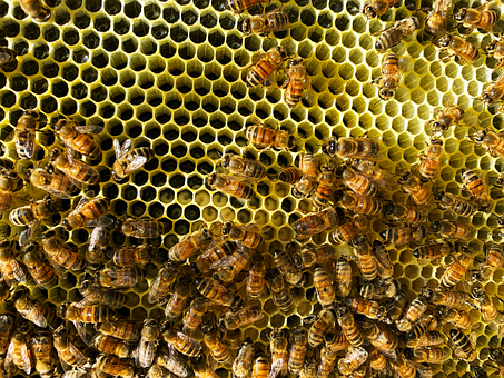 Free Bees Beehive photo and picture