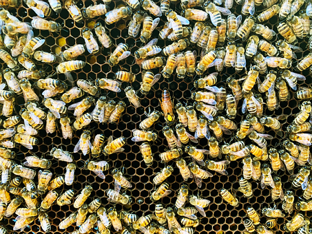 Free Bees Beehive photo and picture