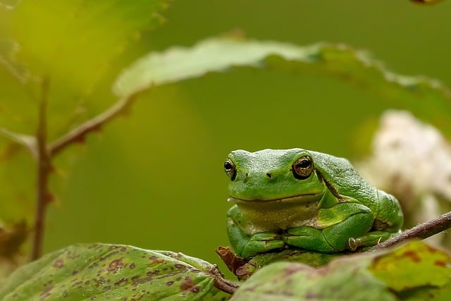 Rã, Natureza, Animal, Floresta, Verde