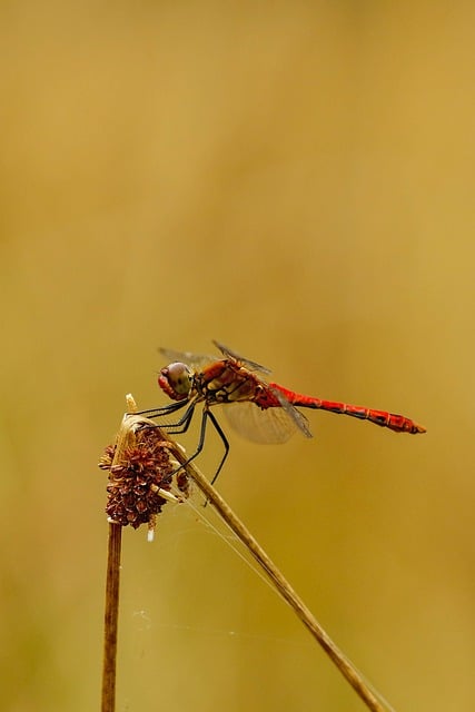 Libélula, Natureza, Inseto