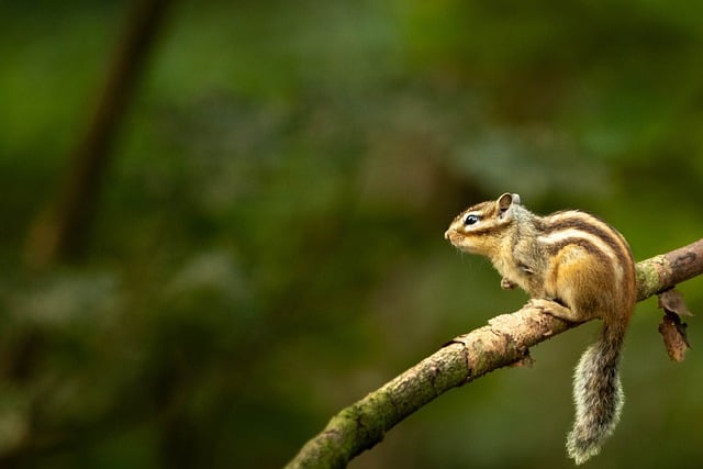 Esquilo, Natureza, Floresta