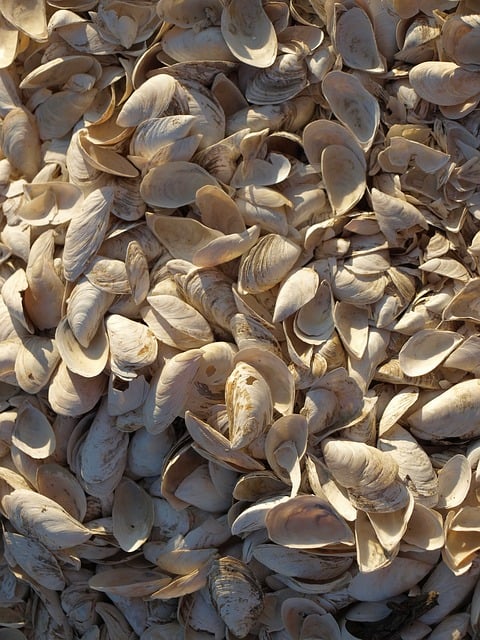 Free Shell photo and picture