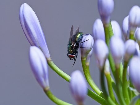 파리, 매크로 사진, 곤충, 백합, 아름다운 꽃들, 꽃 벽지, 꽃, 꽃잎