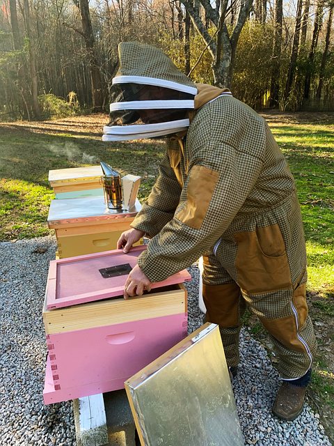 Free Beekeeper Bees photo and picture