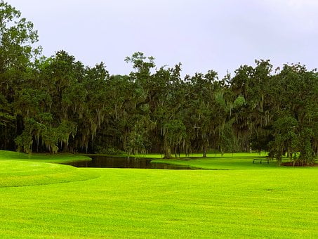 Free Oak Tree Pond photo and picture