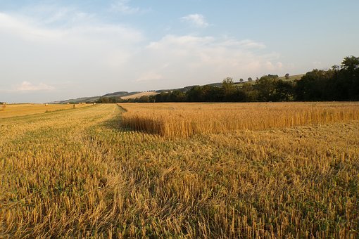 Free Wheat Field photo and picture