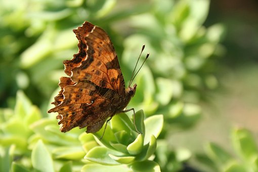 Free Butterfly Polygonia C-Album photo and picture