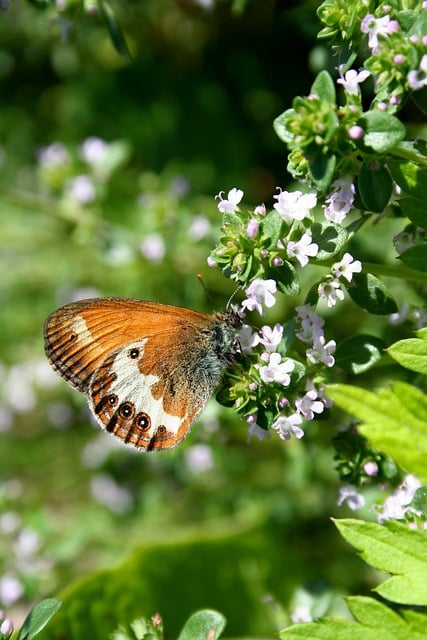 Free Butterfly White Flower photo and picture