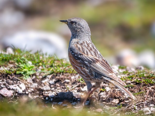 Free Dunnock Bird photo and picture
