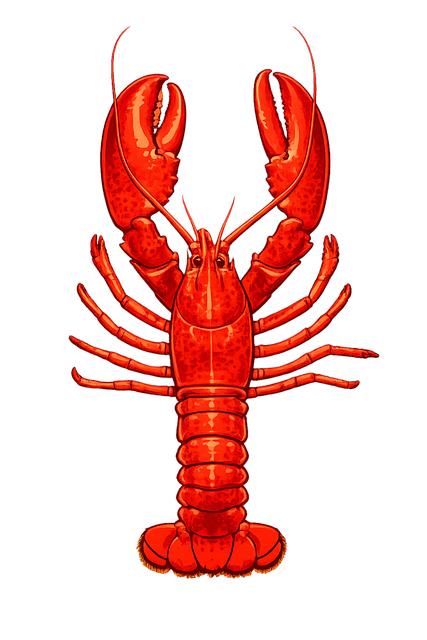 Free lobster red lobster crustacean illustration
