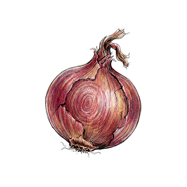 Free onion red onion watercolor illustration
