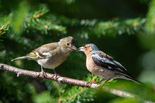 Free Chaffinch Songbird photo and picture