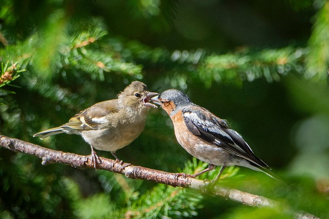 Free Chaffinch Nature photo and picture