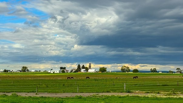 Free Horses Pasture photo and picture