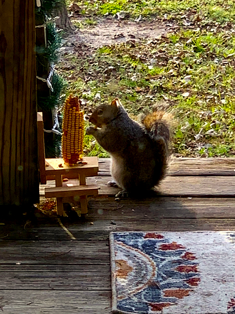 Free Squirrel Eating photo and picture