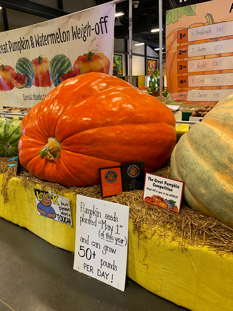 Free Festival Pumpkin photo and picture