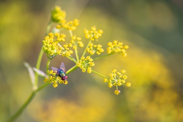 Free Fly Macro photo and picture