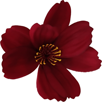 Vermelho, Flor, Transparência