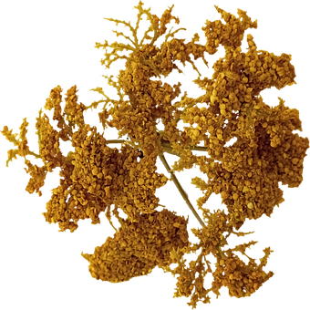 Vara-De-Ouro, Flores, Amarelo, Floral