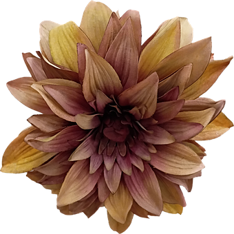 Flor, Dália, Marrom, Estrutura Floral