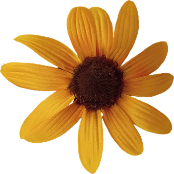 Flor Amarela, Margarida, Sem Fundo
