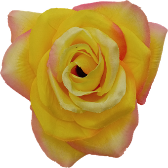 Flor, Rosa Amarela, Rosa