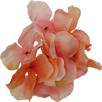 Flor, Rosa, Orquídea, Vermelho
