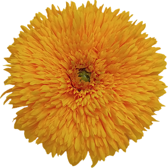 Flor, Amarelo, Dente-De-Leão, Macro