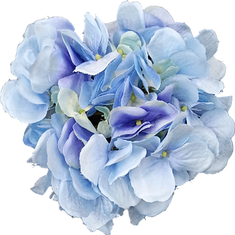Azul, Orquídea, Flor, Natureza, Isolado