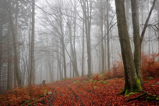 Wald, Nebel, Herbst, Bäume, Laub