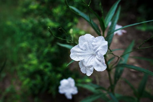 Branco, Flor, Natureza, Jardim, Close-Up