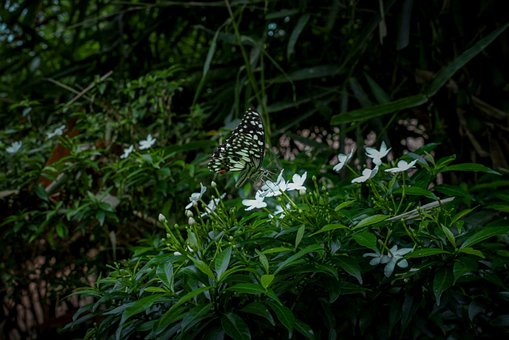 Borboleta, Natureza, Flor, Inseto, Flora