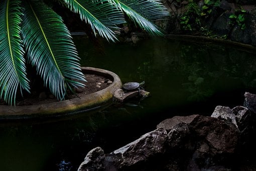Tartaruga, Natureza, Réptil