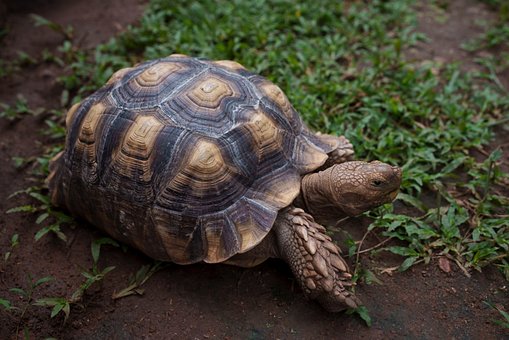 Tartaruga, Natureza, Animal, Réptil