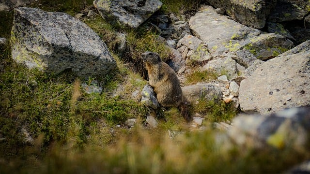 Murmeltier, Fels, Berge, Wildnis, Natur